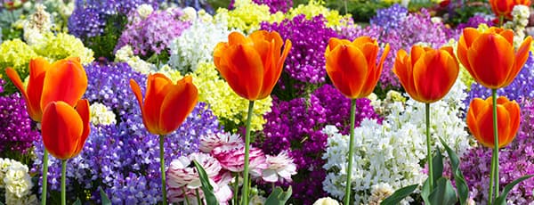 Arranjos florais de tulipas e narcisos - GradinaMax Arranjos florais de tulipas e narcisos