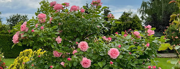 Como criar o seu próprio jardim de rosas e mantê-lo corretamente? - GradinaMax Como criar o seu próprio jardim de rosas e mantê-lo corretamente?