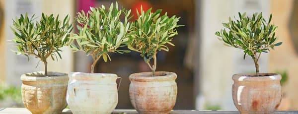 Como cultivar uma oliveira: princípios de cuidados para a casa e o jardim - GradinaMax Como cultivar uma oliveira: princípios de cuidados para a casa e o jardim