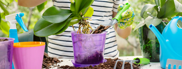 Como cultivar uma orquídea: 8 dicas para principiantes - GradinaMax Como cultivar uma orquídea: 8 dicas para principiantes