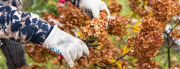 Como tornar as hortênsias ainda mais bonitas - GradinaMax Como tornar as hortênsias ainda mais bonitas