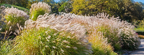 Erva-dos-pampas - instruções de plantação - GradinaMax Erva-dos-pampas - instruções de plantação