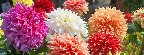 Flores perenes que florescem no ano de plantação - GradinaMax Flores perenes que florescem no ano de plantação