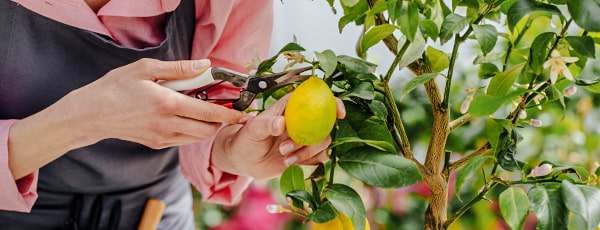 Limão caseiro - uma fonte de vitaminas e um sabor refrescante - GradinaMax Limão caseiro - uma fonte de vitaminas e um sabor refrescante