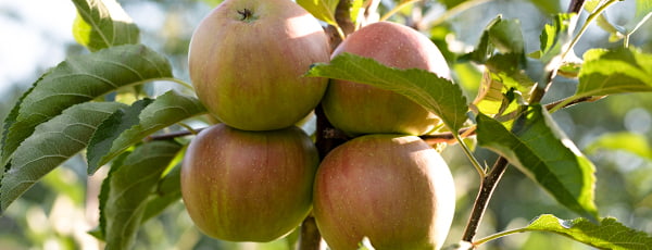 Macieiras colunares: um pomar compacto com uma colheita abundante - GradinaMax Macieiras colunares: um pomar compacto com uma colheita abundante