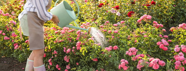 Entretien des rosiers en été : les secrets d'une floraison continue - GradinaMax Entretien des rosiers en été : les secrets d'une floraison continue