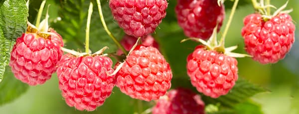 Plantação outonal de framboesas de repetição: segredos para uma colheita abundante no próximo ano - GradinaMax Plantação outonal de framboesas de repetição: segredos para uma colheita abundante no próximo ano