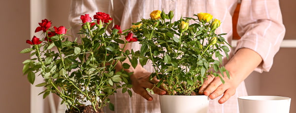 Rosas em vaso: 10 segredos para um cultivo bem sucedido - GradinaMax Rosas em vaso: 10 segredos para um cultivo bem sucedido