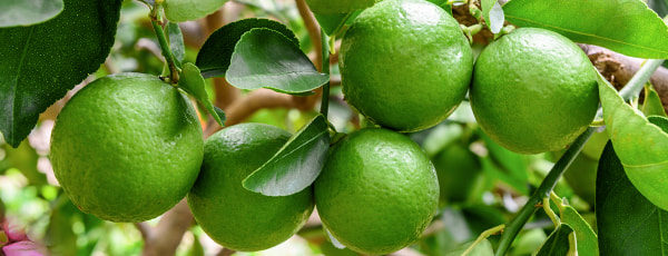 Três formas testadas e comprovadas de cultivar limas no parapeito da janela - GradinaMax Três formas testadas e comprovadas de cultivar limas no parapeito da janela