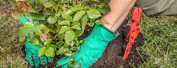 Vantagens e características da plantação de rosas de outono - GradinaMax Vantagens e características da plantação de rosas de outono