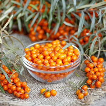 Espinheiro-marítimo