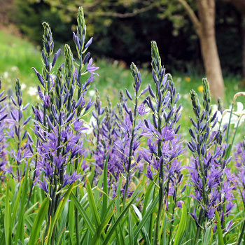 Camassia