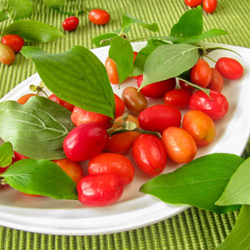 Cereja Corneliana