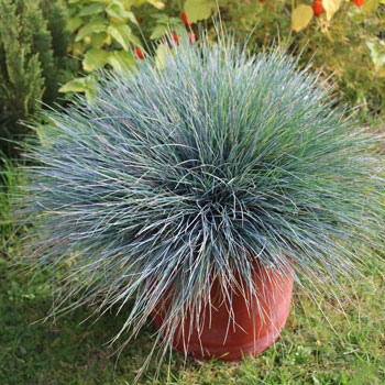 Festuca