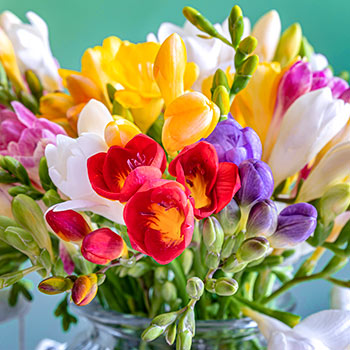 Freesia