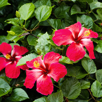 Hibisco (Hibisco sírio)