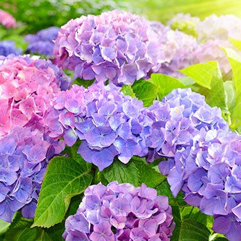Hortênsia de jardim