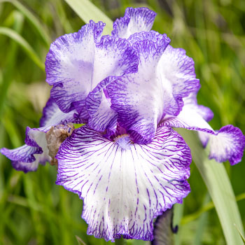 Íris alemã (barbuda)