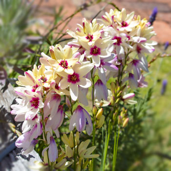 Ixia (lírio-do-milho)