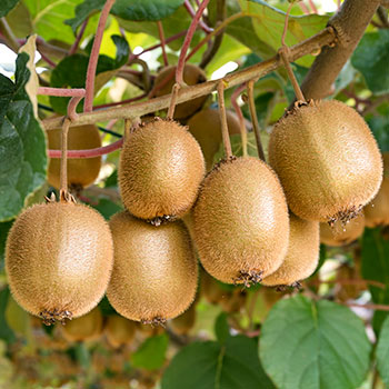 Mini kiwi (Actinidia)