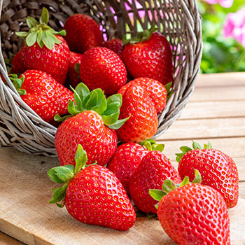 Morangos de frutos grandes