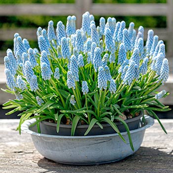 Muscari
