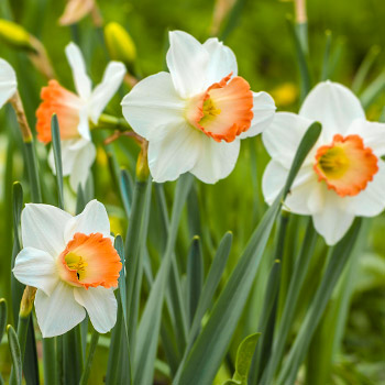 Narciso de flor grande