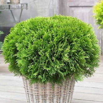 Ouriço (Thuja)