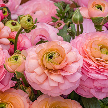 Ranúnculo (Ranunculus persa)