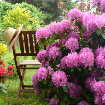 Rododendro