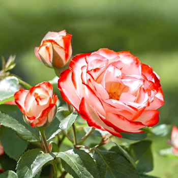 Rosas com flores grandes