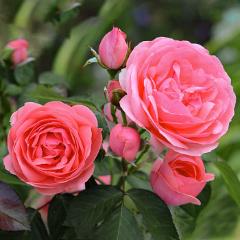 Rosas Floribunda
