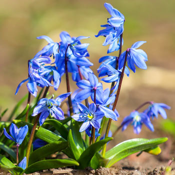Scilla (Scilla siberiana)