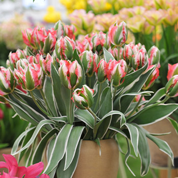 Tulipa Viridiflora