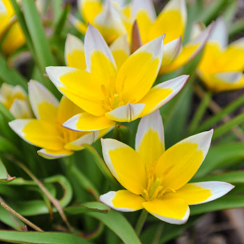 Tulipas botânicas