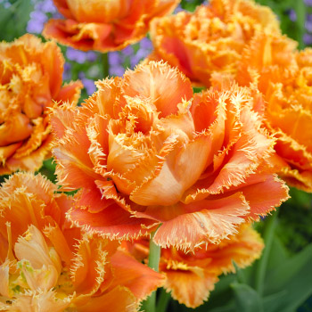 Tulipas com franjas