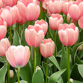 Tulipas Darwin
