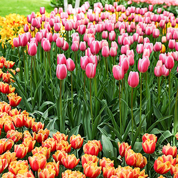 Tulipa