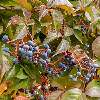 Trepadeira da Virgínia