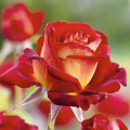 Rosa de flor grande Bicolette, C3 interface.art foto 2 Rosa de flor grande Bicolette, C3 interface.image 2 interface.art 2106