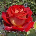 Rosa de flor grande Bicolette, C3 interface.art foto 1 Rosa de flor grande Bicolette, C3 interface.image 1 interface.art 2106