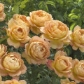 English Rose Lady of Shalott®, C5 interface.art foto 1 English Rose Lady of Shalott®, C5 interface.image 1 interface.art 6139