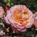 Rosa de flor grande Augusta Luise®, C3 interface.art foto 1 Rosa de flor grande Augusta Luise®, C3 interface.image 1 interface.art 4561