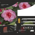 Rosa de flor grande Augusta Luise®, C3 interface.art foto 2 Rosa de flor grande Augusta Luise®, C3 interface.image 2 interface.art 4561