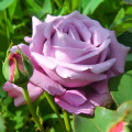 Rosa de flor grande Blue Monday®, C5 interface.art foto 1 Rosa de flor grande Blue Monday®, C5 interface.image 1 interface.art 5528