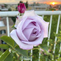 Rosa de flor grande Blue Monday®, C5 interface.art foto 2 Rosa de flor grande Blue Monday®, C5 interface.image 2 interface.art 5528