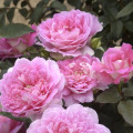 Rosa de flor grande Borneo Odore®, C5 interface.art foto 1 Rosa de flor grande Borneo Odore®, C5 interface.image 1 interface.art 6157