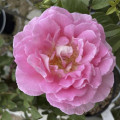 Rosa de flor grande Borneo Odore®, C5 interface.art foto 2 Rosa de flor grande Borneo Odore®, C5 interface.image 2 interface.art 6157