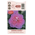 Rosa de flor grande Borneo Odore®, C5 interface.art foto 4 Rosa de flor grande Borneo Odore®, C5 interface.image 4 interface.art 6157