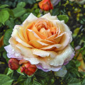Rosa de flor grande Capri®, C5 interface.art foto 1 Rosa de flor grande Capri®, C5 interface.image 1 interface.art 5556
